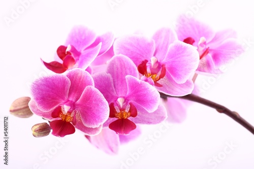 Fototapeta Naklejka Na Ścianę i Meble -  Orchid on pink background.