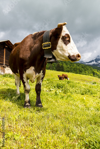 Alpine cow