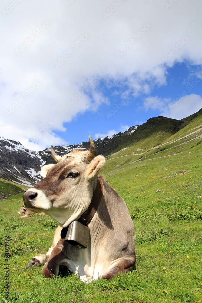 Wunschmotiv: Eine Kuh in den Bergen #54011972