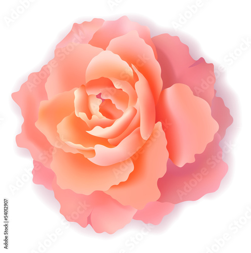 Pink rose
