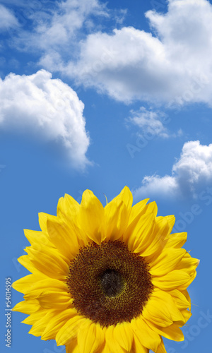 sunflower on blue sky with clouds