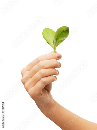 woman hand with green leaves