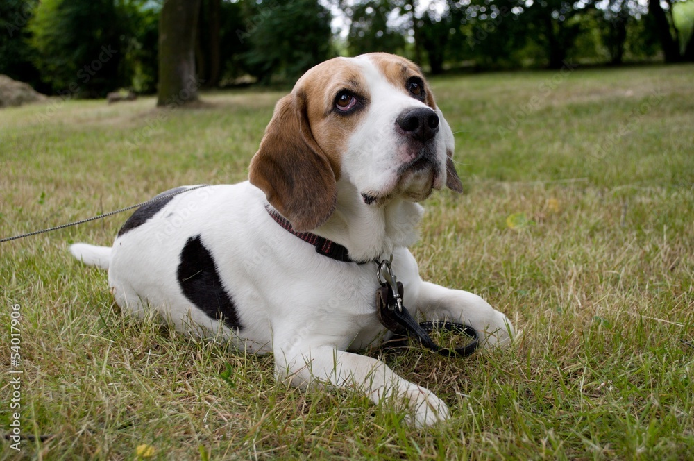 Beagle dog sitting on the grass in the park and waiting