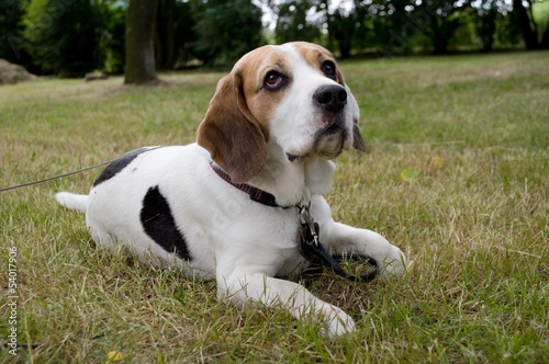 Beagle dog sitting on the grass in the park and waiting