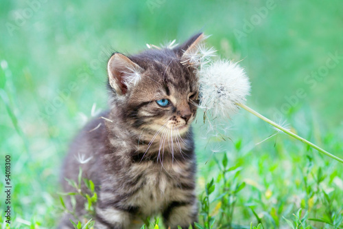 Little kitten rubbing against dandelion