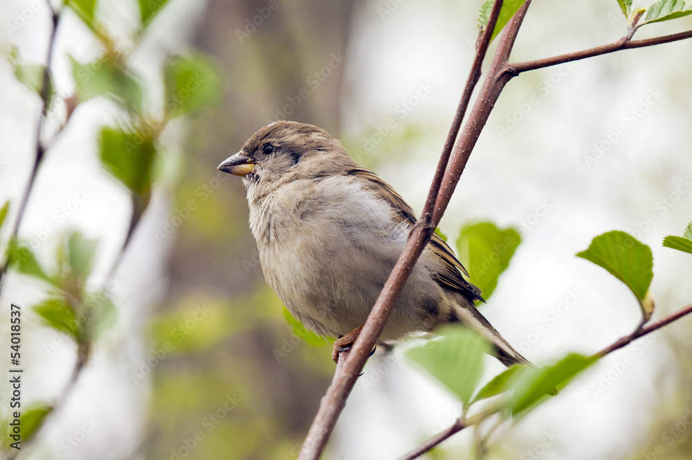 Naklejka premium House Sparrow