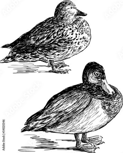 drake and duck