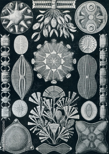 Fotografie Diatoms frustules