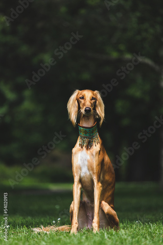 Saluki portrait