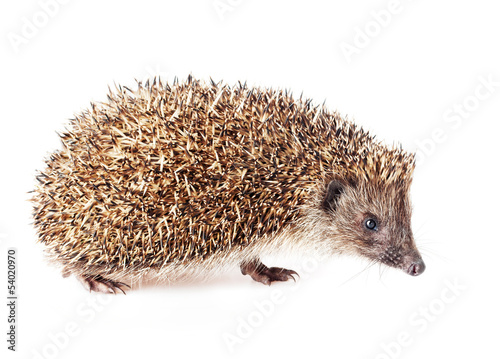 Cute little hedgehog on a white background.