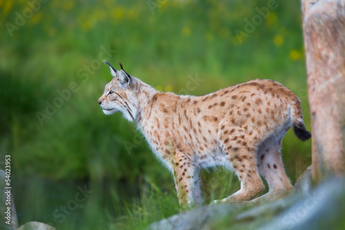 Fototapeta Naklejka Na Ścianę i Meble -  Proud lynx scout for prey