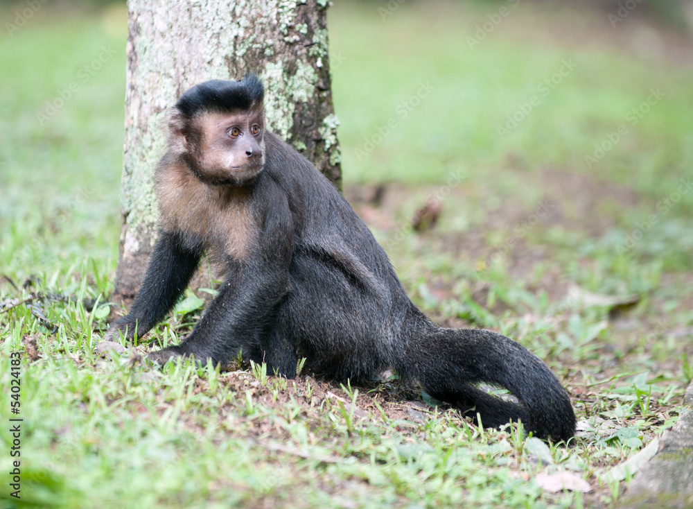 Tufted Capuchin by a tree