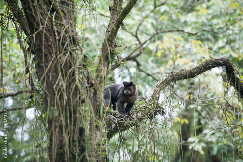 Tufted Capuchin in a tree