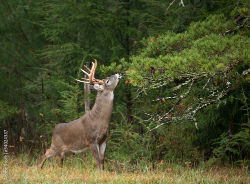 White-tailed deer buck photo