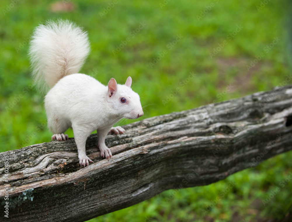 White squirrel