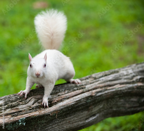 White squirrel