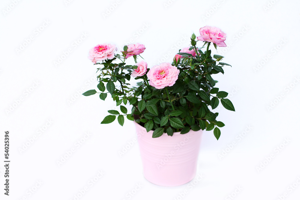Pink roses