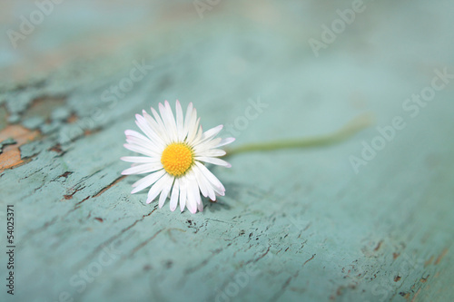 Obraz na płótnie White daisy close up w salonie