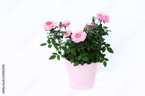 Obraz na płótnie Pink roses w salonie