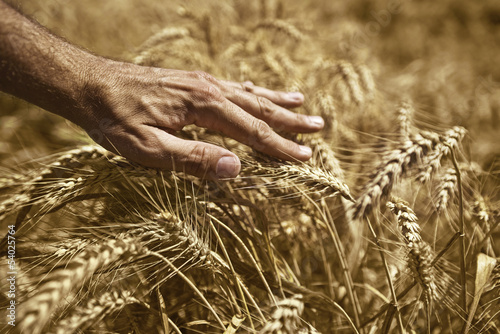Farmer hand in wheat field