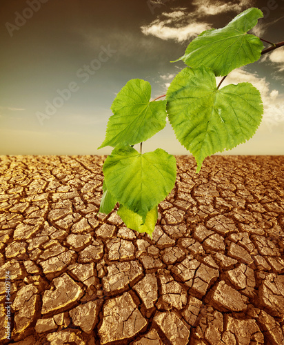 cracked dried soil and green plant - ecology concept