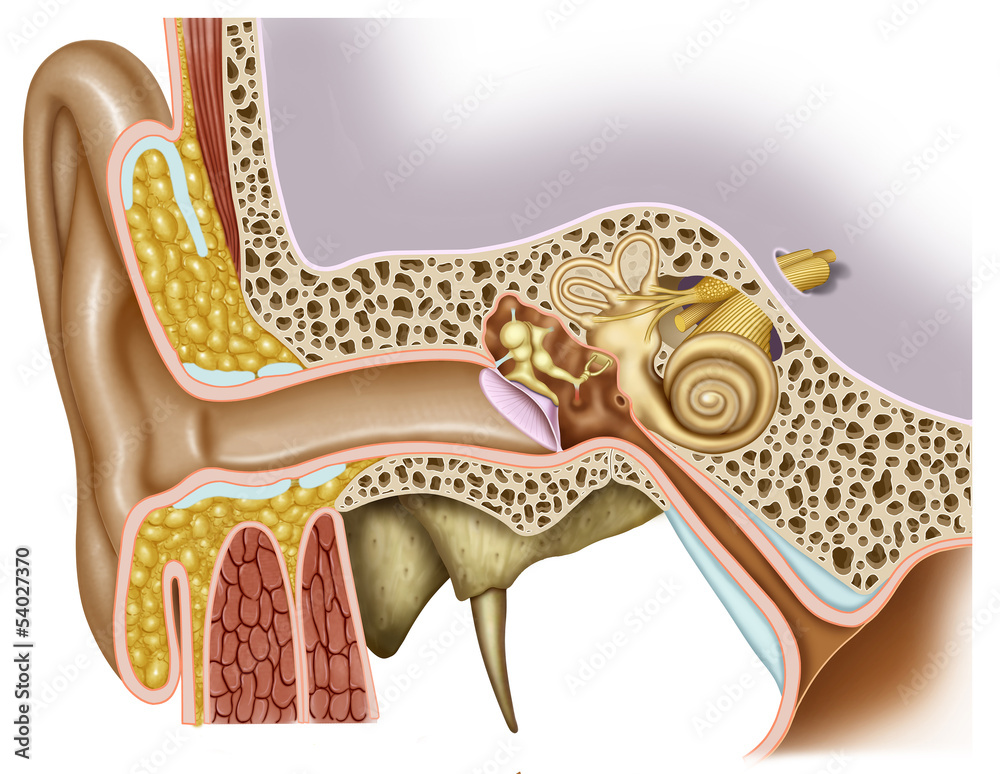Anatomía del oido Stock Illustration | Adobe Stock