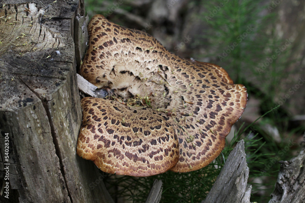 Dryad's Saddle fungus (Polyporus squamosus) growing on a tree stump. Shot in Cambridge, Ontario, Canada.. Dryad's Saddle fungus (Polyporus squamosus) growing on a tree stump. Shot in Cambridge, Ontario, Canada..