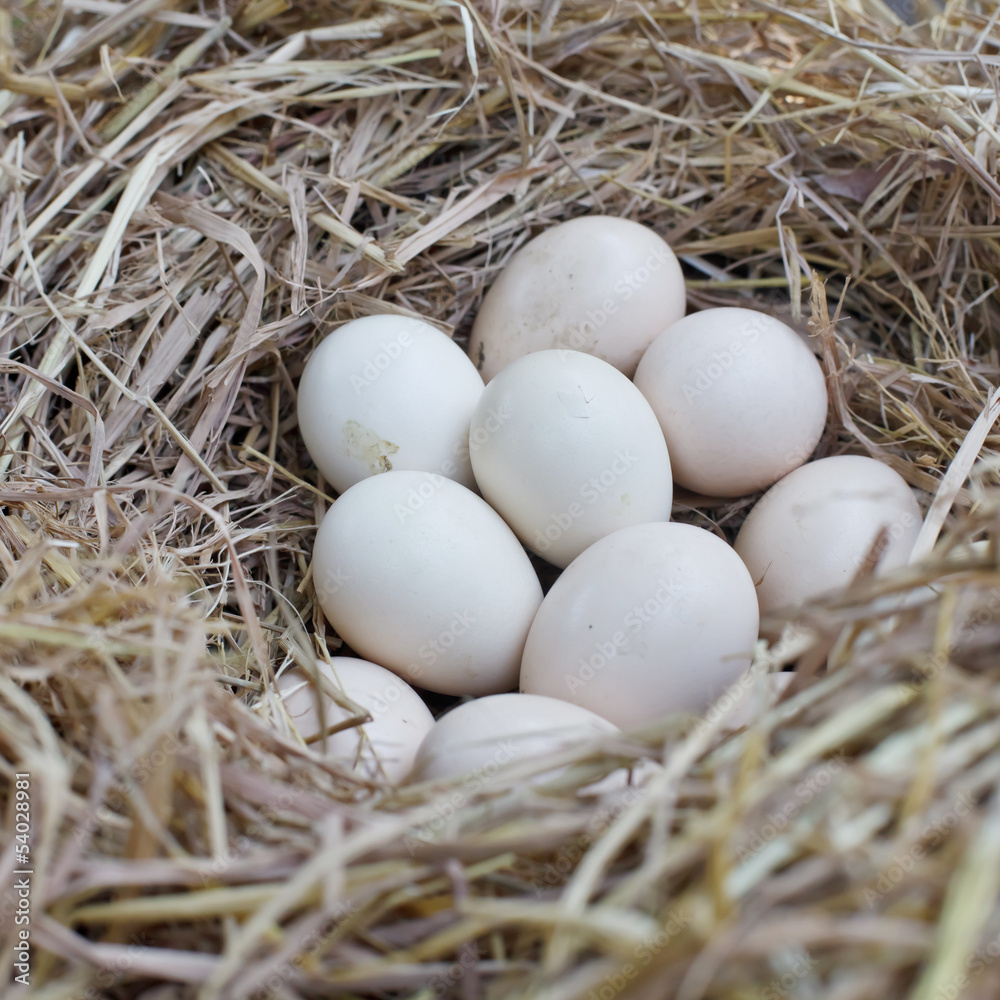Chicken eggs in the straw nest
