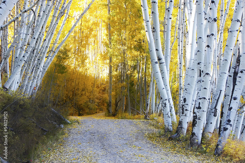 Bild auf Leinwand Aspen forest in a fall, Colorado