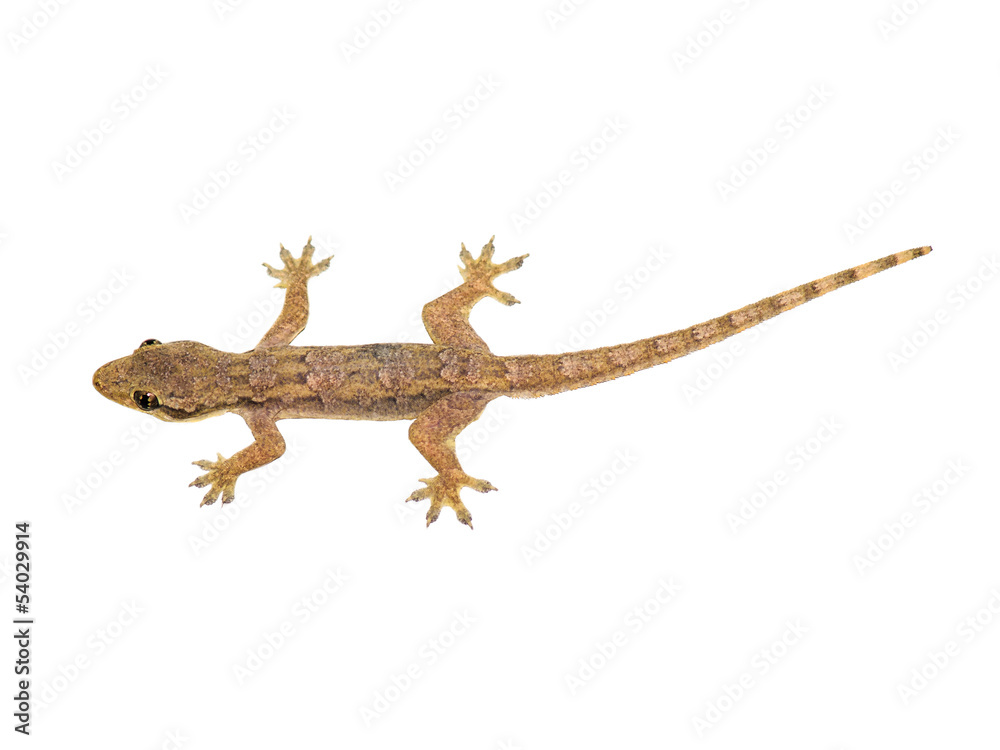 Naklejka premium Lizard