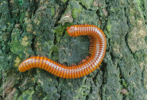 A scary millipede on the wood