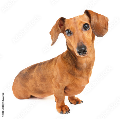 Dachshund dog