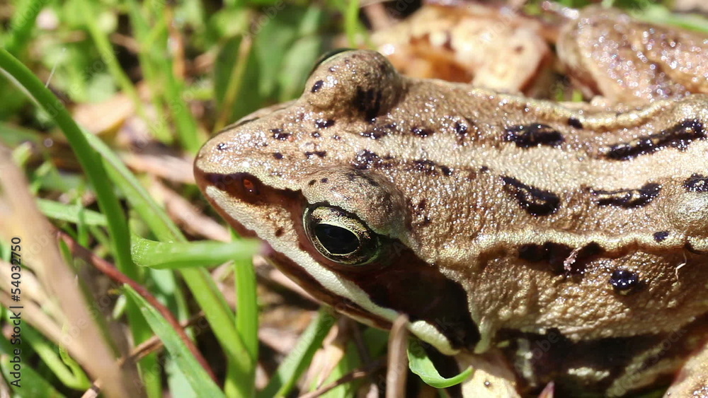 Moorfrosch - Rana arvalis - Makroaufnahme
