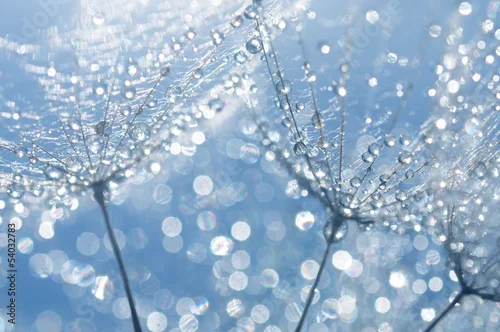 Obraz dmuchawce na niebieskim tle z kroplami wody