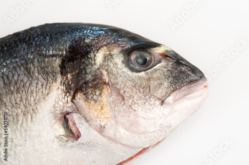 gilt head fish