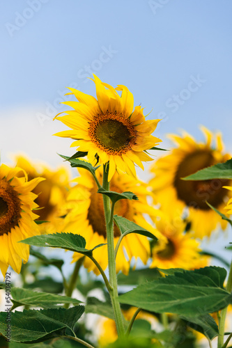 Growing sunflowers in the field Turkish aycicegi