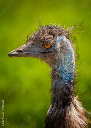 Emu Bird Portrait.