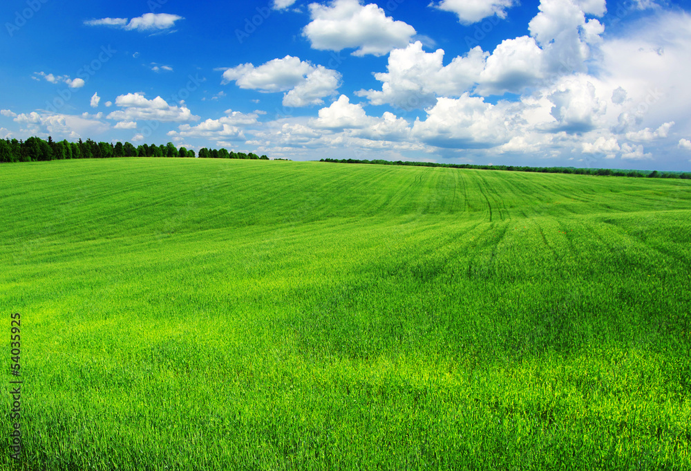 Obraz premium green field