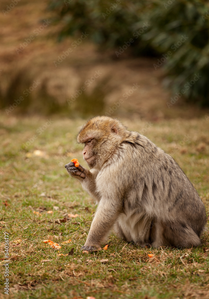 Macaque Inspecting a carrot at feeding time Macaque Inspecting a carrot at feeding time