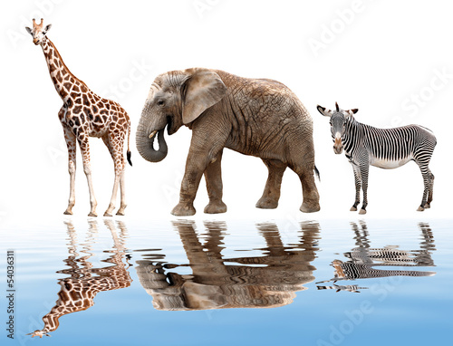 giraffes, elephant and zebras isolated on white