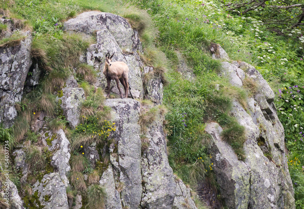 Chamois dans la falaise