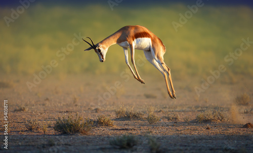 Running Springbok jumping high photo