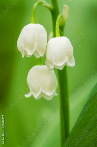 Fototapeta Naklejka Na Ścianę i Meble -  Lily of the valley