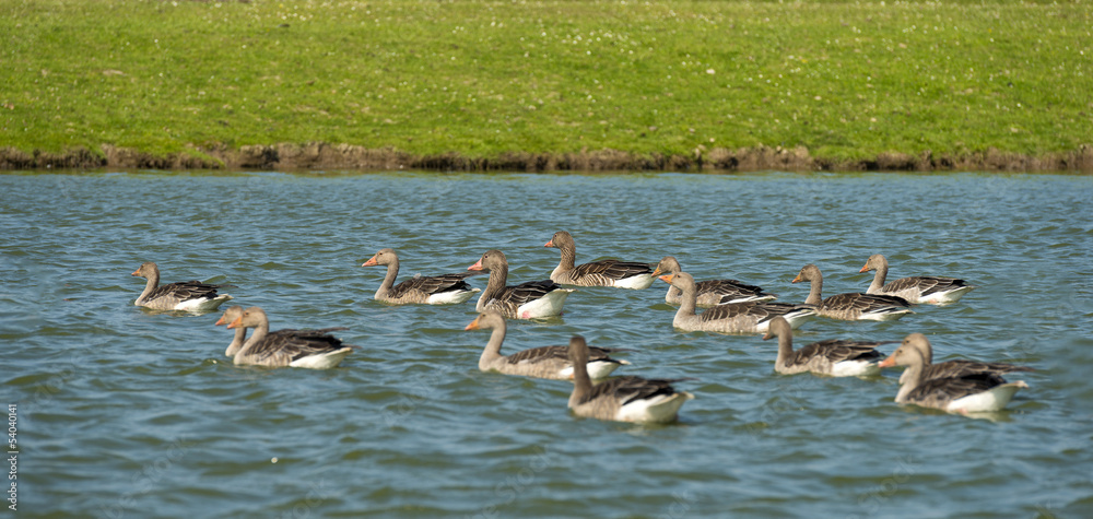 Geese swimming in a canal in summer Geese swimming in a canal in summer