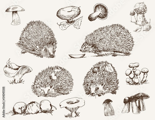 hedgehog