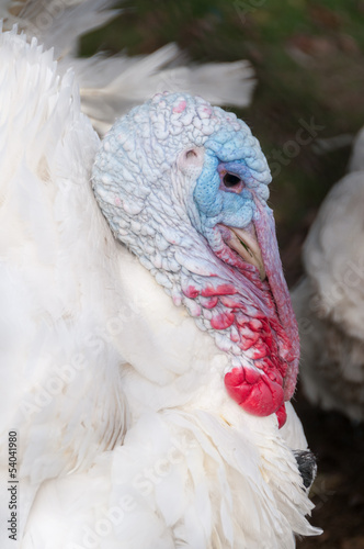White turkey portrait