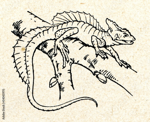 Tableau sur toile Male plumed basilisk (Basiliscus plumifrons)