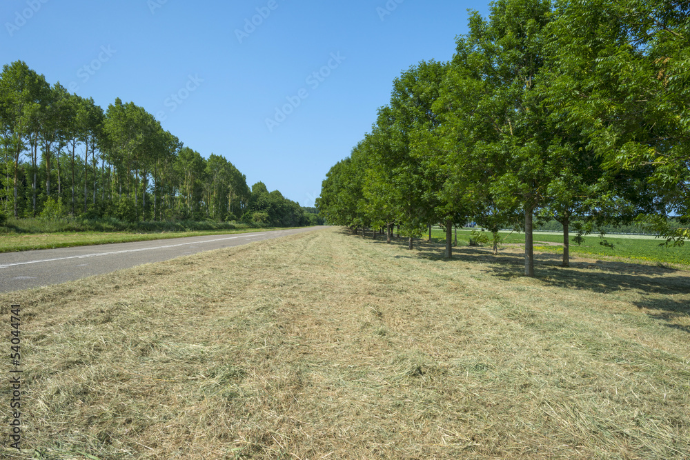 Trees and mowed grass along a road in summer