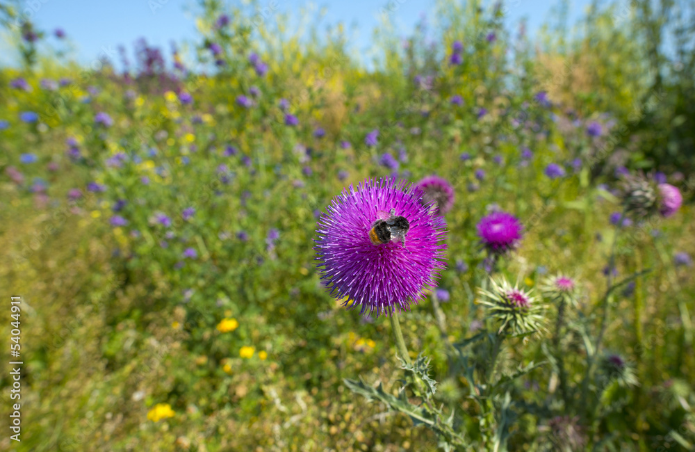 Flowers of a thistle in a field in summer