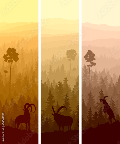 Vertical banners of hills coniferous wood.
